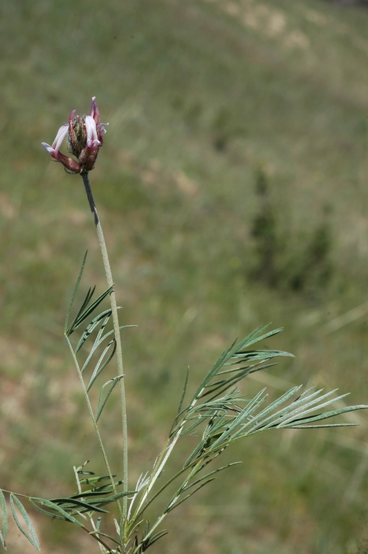 Image of Astragalus angustissimus specimen.