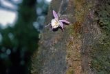Pleione hookeriana. Цветущее растение. Непал, провинция номер один, р-н Расува, национальный парк \"Langtang\". 07.05.2002.