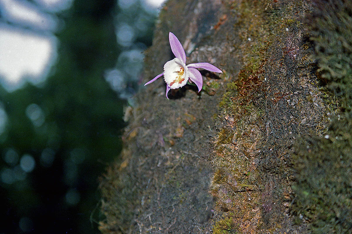 Image of Pleione hookeriana specimen.