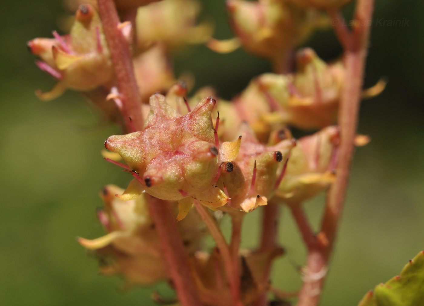 Image of Penthorum chinense specimen.