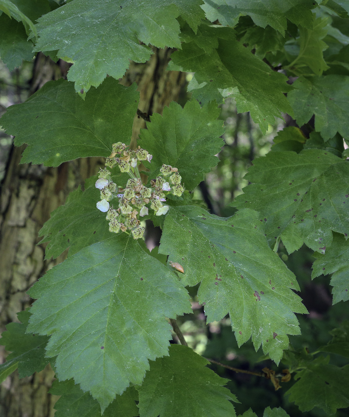 Image of Crataegus chlorosarca specimen.