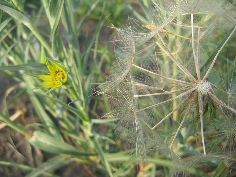 Image of Tragopogon dubius ssp. major specimen.