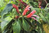 Смотреть изображение Aphelandra sinclairiana