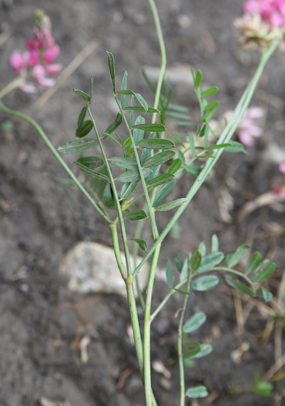 Image of genus Onobrychis specimen.