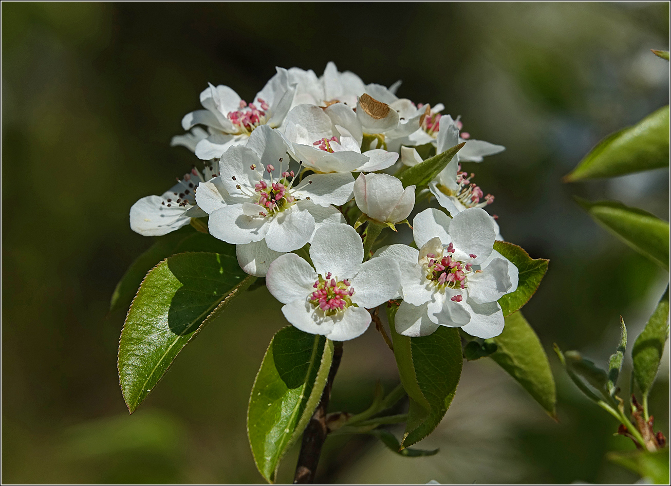 Image of Pyrus communis specimen.