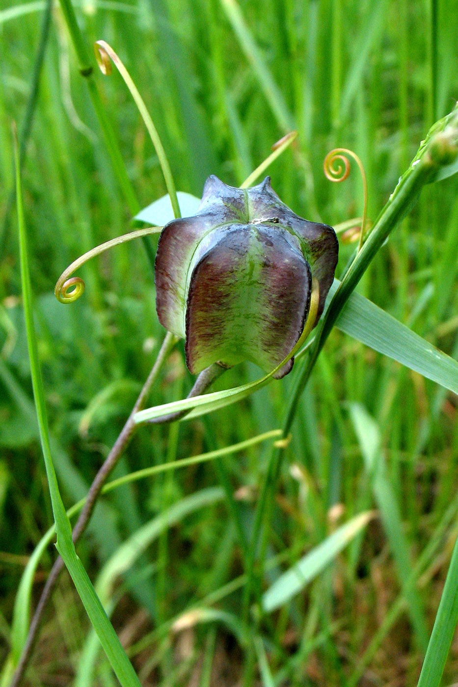 Image of Fritillaria ruthenica specimen.