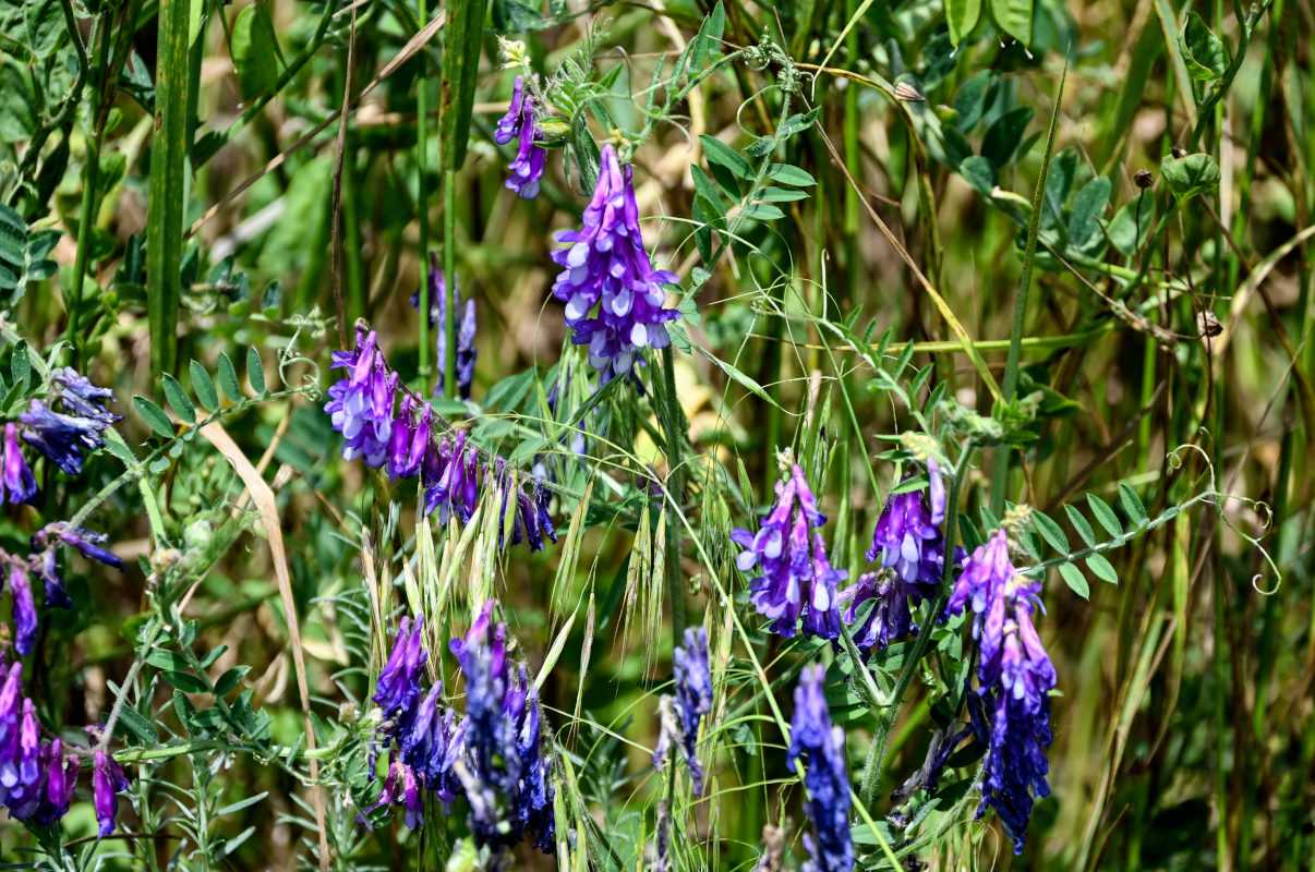 Image of Vicia villosa specimen.