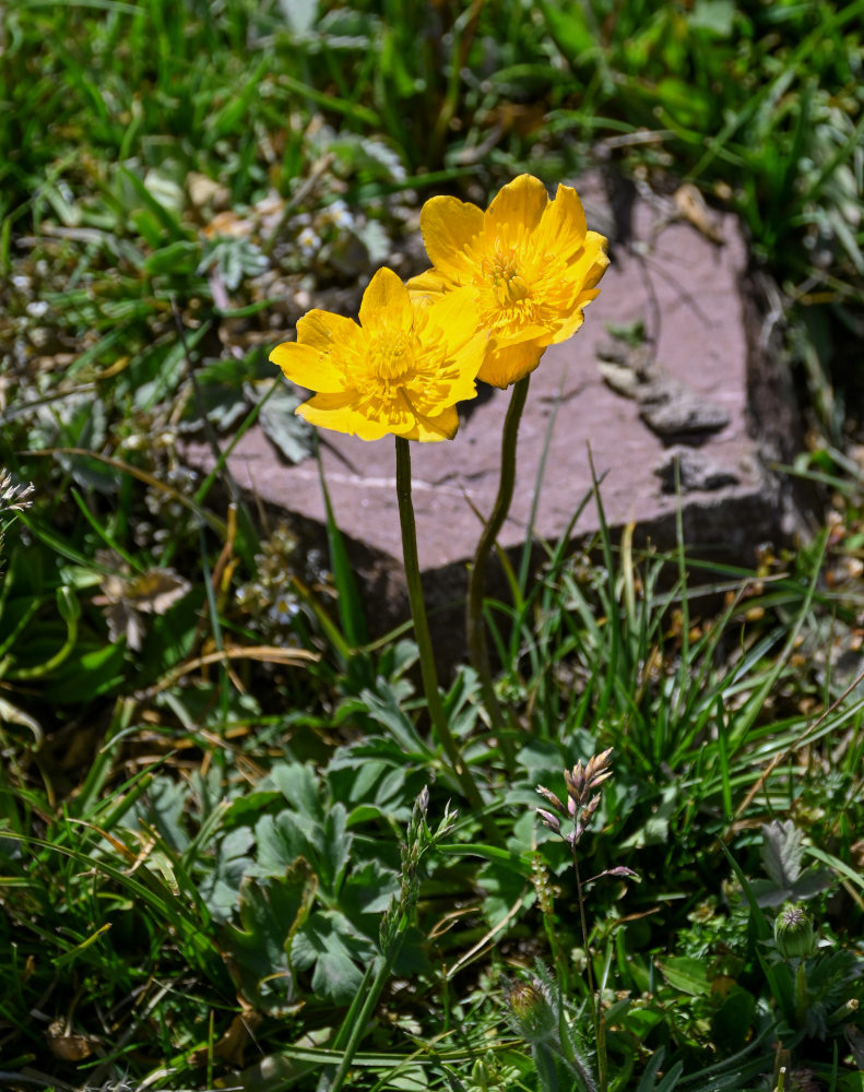 Image of Trollius dschungaricus specimen.