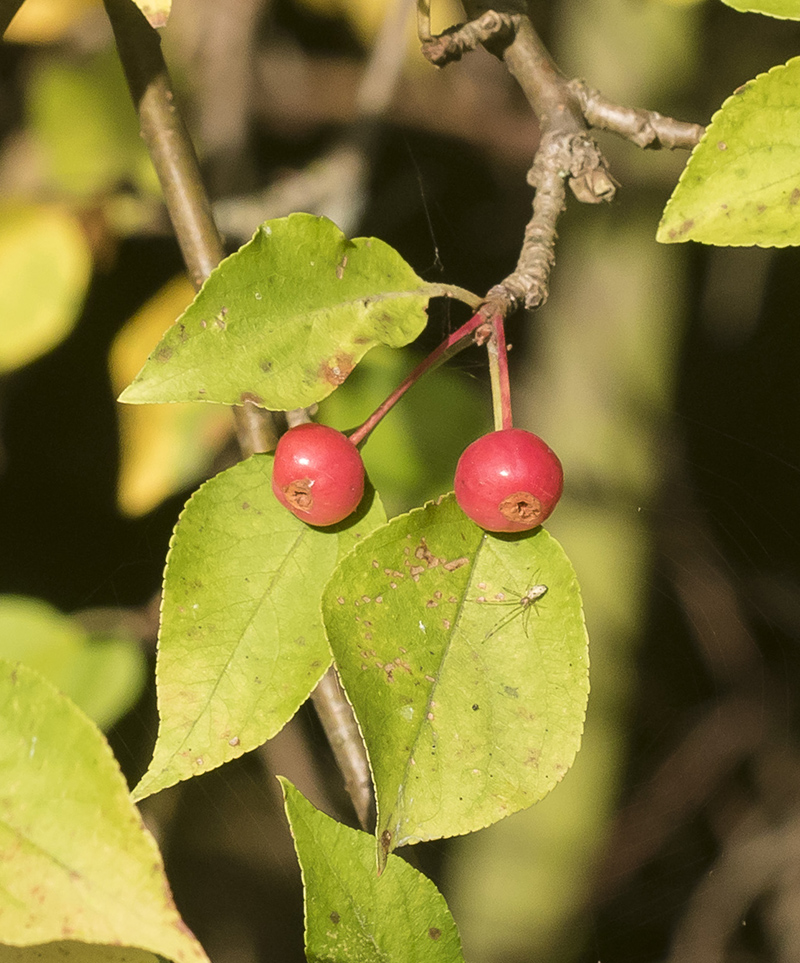 Изображение особи Malus baccata.