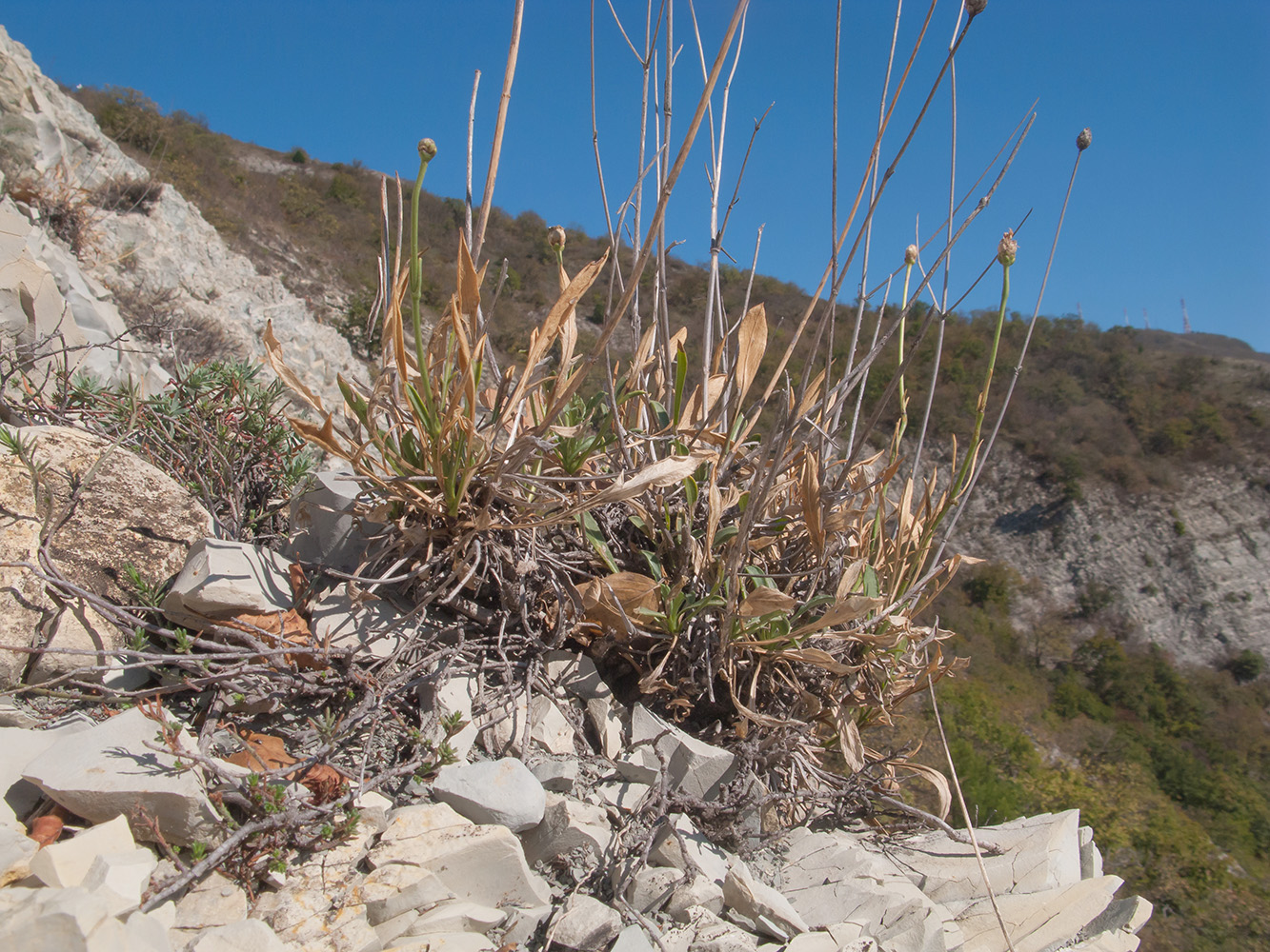 Image of Cephalaria coriacea specimen.