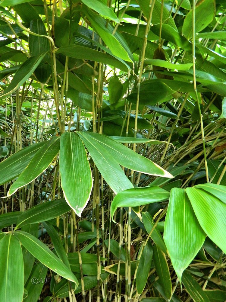 Image of genus Sasa specimen.