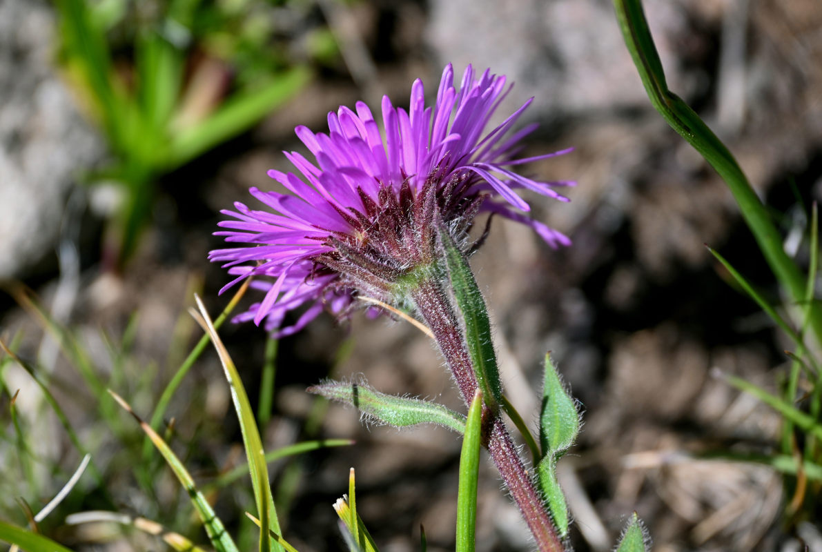 Image of Erigeron venustus specimen.