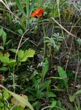 Pilosella aurantiaca. Цветущее растение. Сахалин, Корсаковский гор. округ, окр. с. Новиково, приморский луг. 15.08.2022.