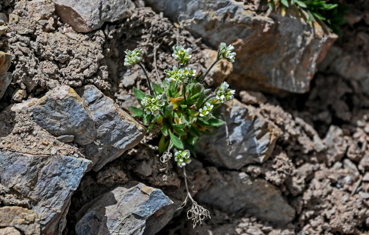 Image of Draba altaica specimen.