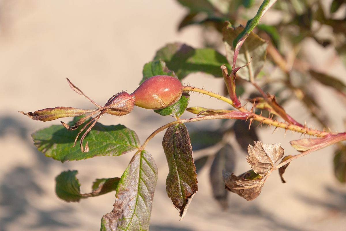 Image of Rosa acicularis specimen.