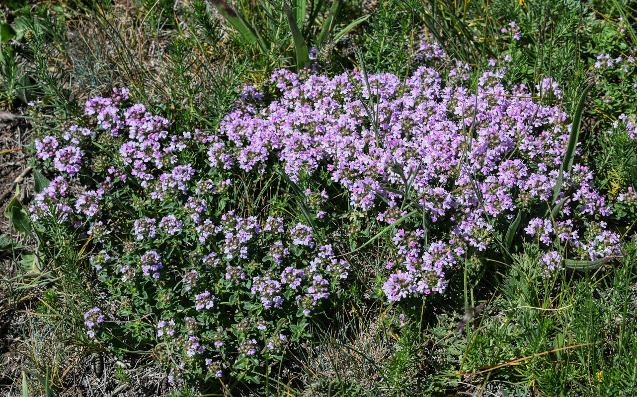 Изображение особи род Thymus.