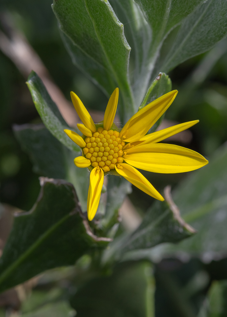 Изображение особи Chrysanthemoides monilifera.