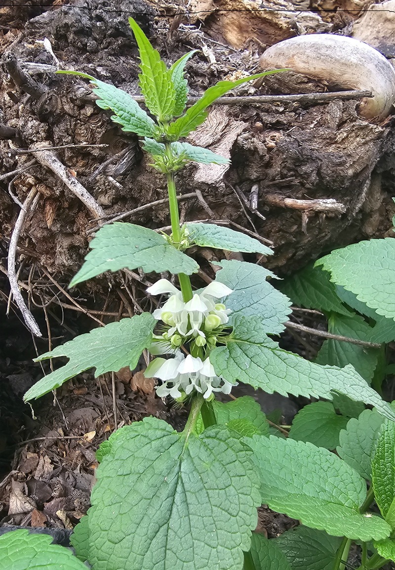 Image of genus Lamium specimen.