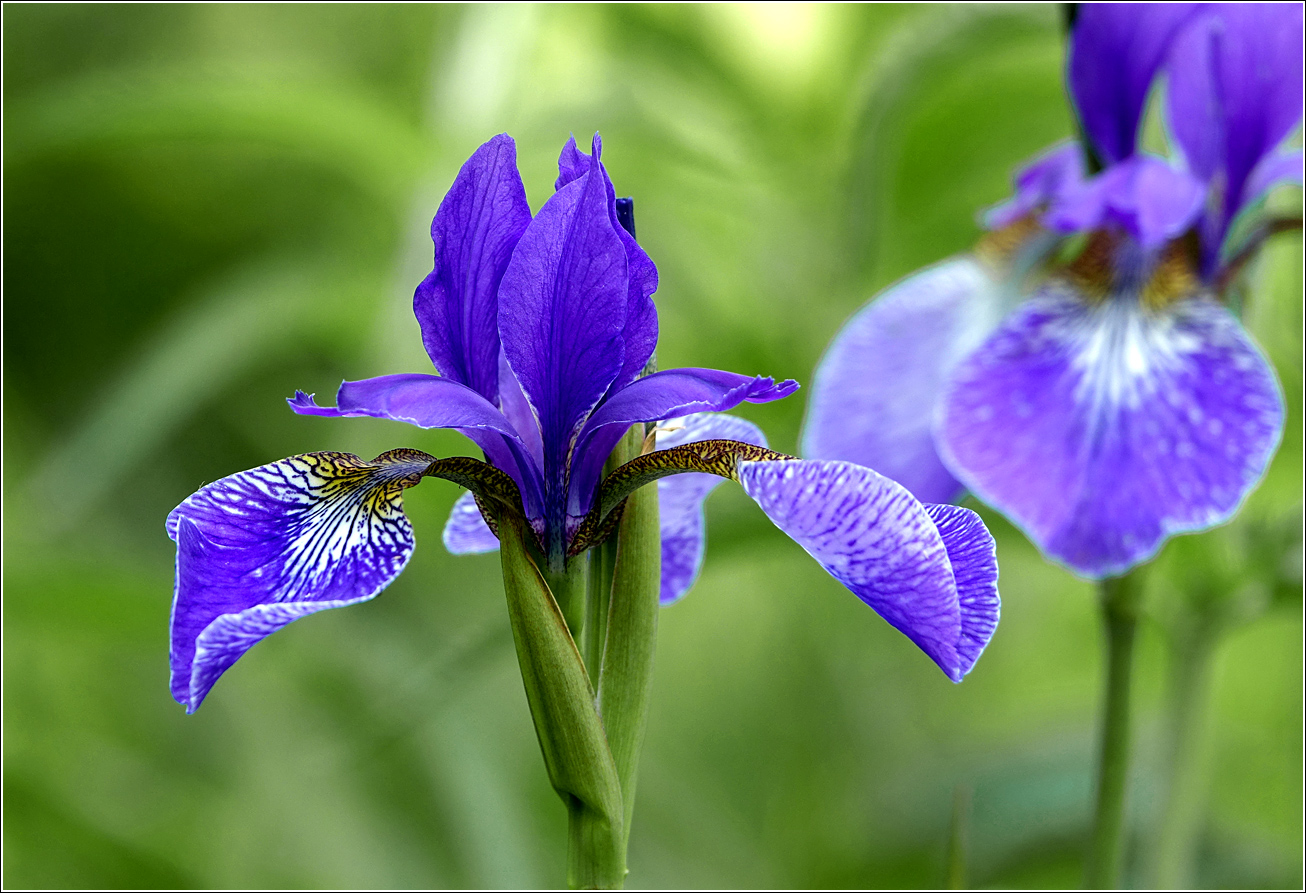 Изображение особи Iris sanguinea.