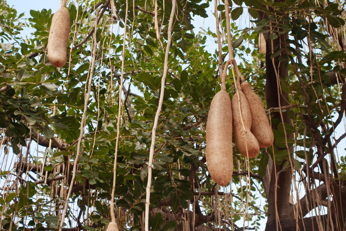 Image of Kigelia pinnata specimen.