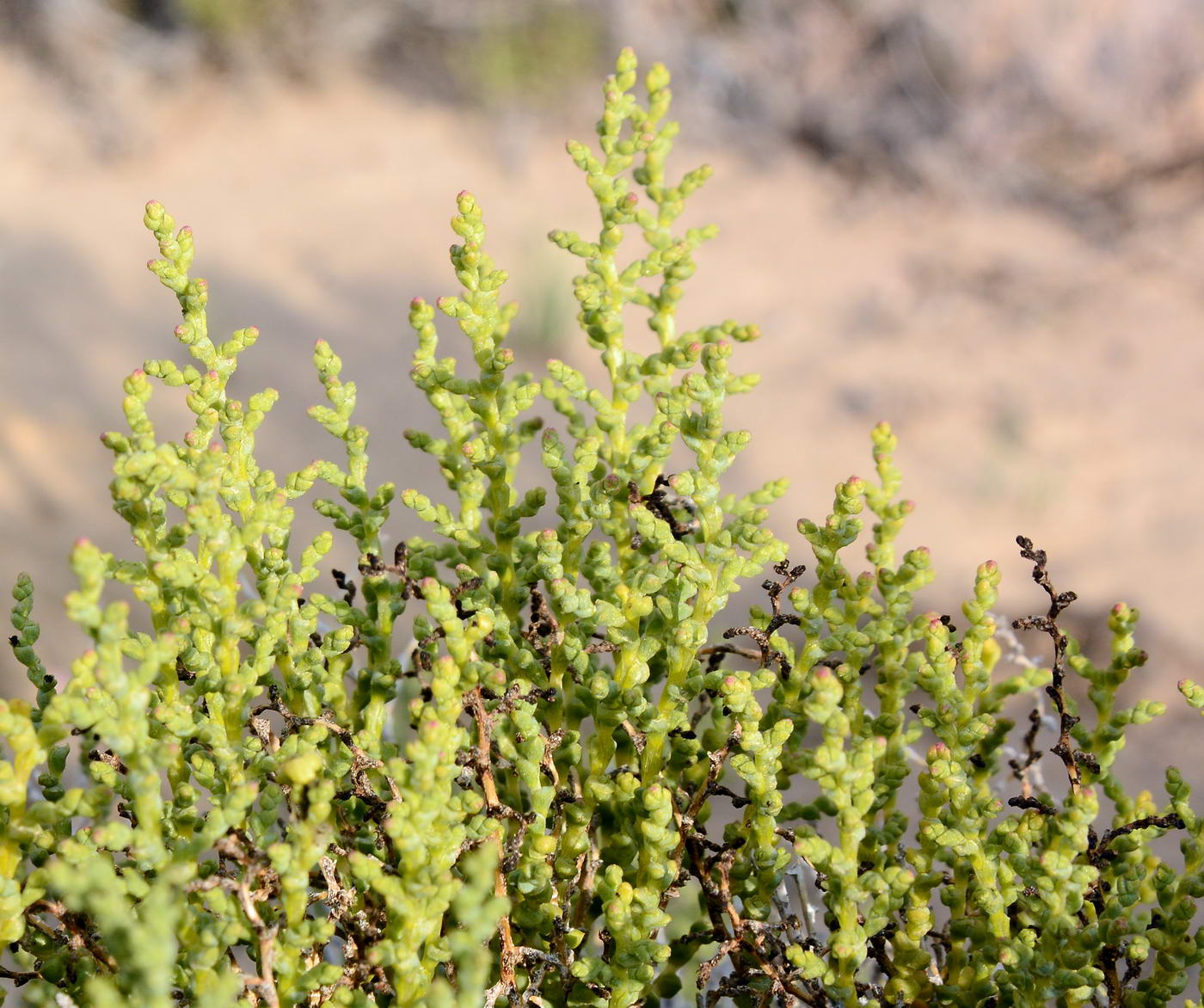 Image of Kalidium foliatum specimen.