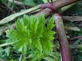 Heracleum sosnowskyi