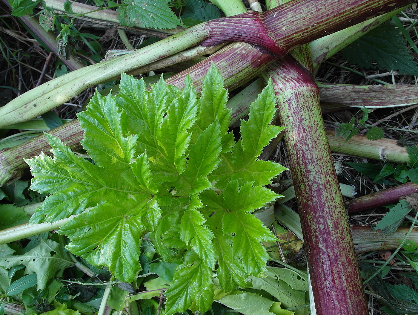 Image of Heracleum sosnowskyi specimen.