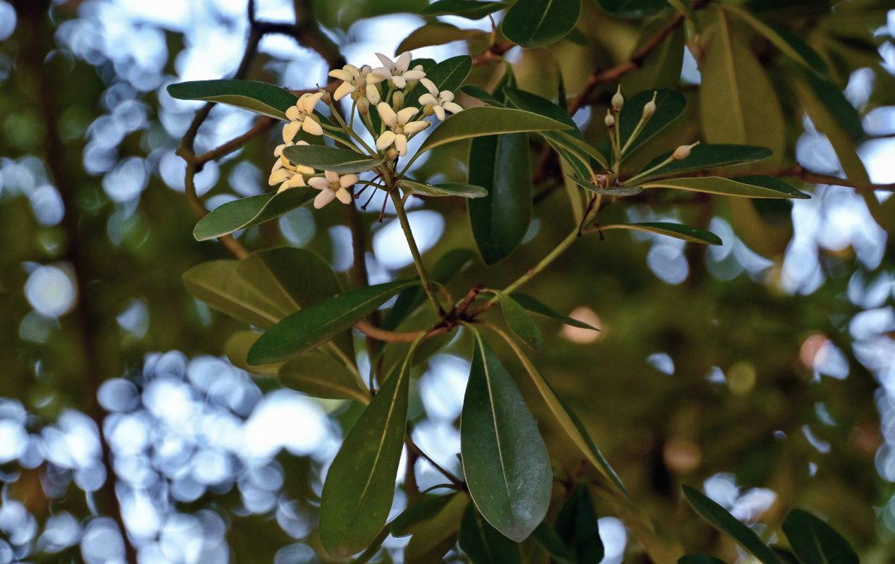 Image of Pittosporum tobira specimen.