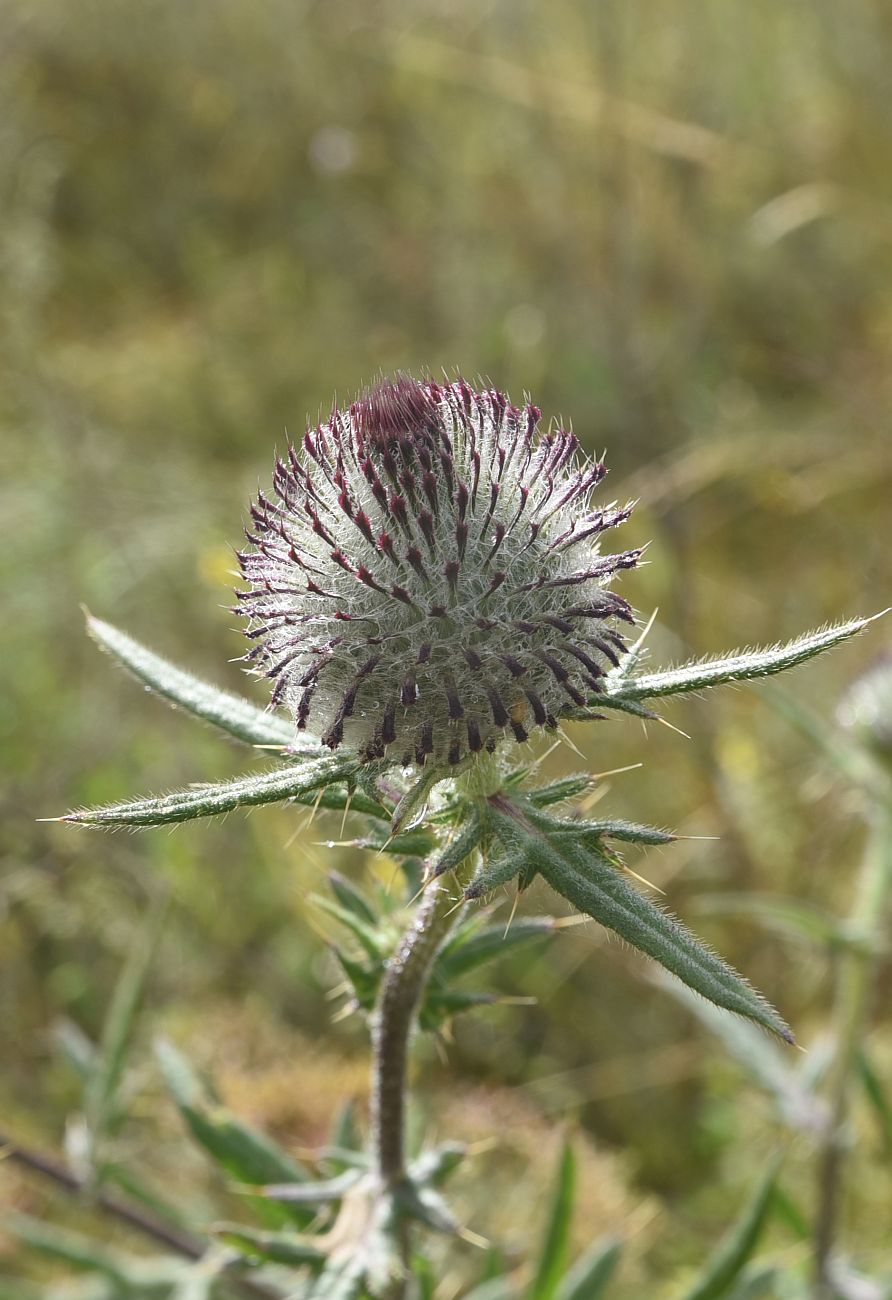 Изображение особи Cirsium polonicum.