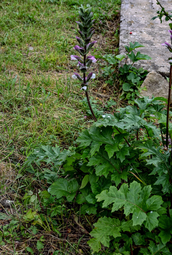 Image of Acanthus mollis specimen.