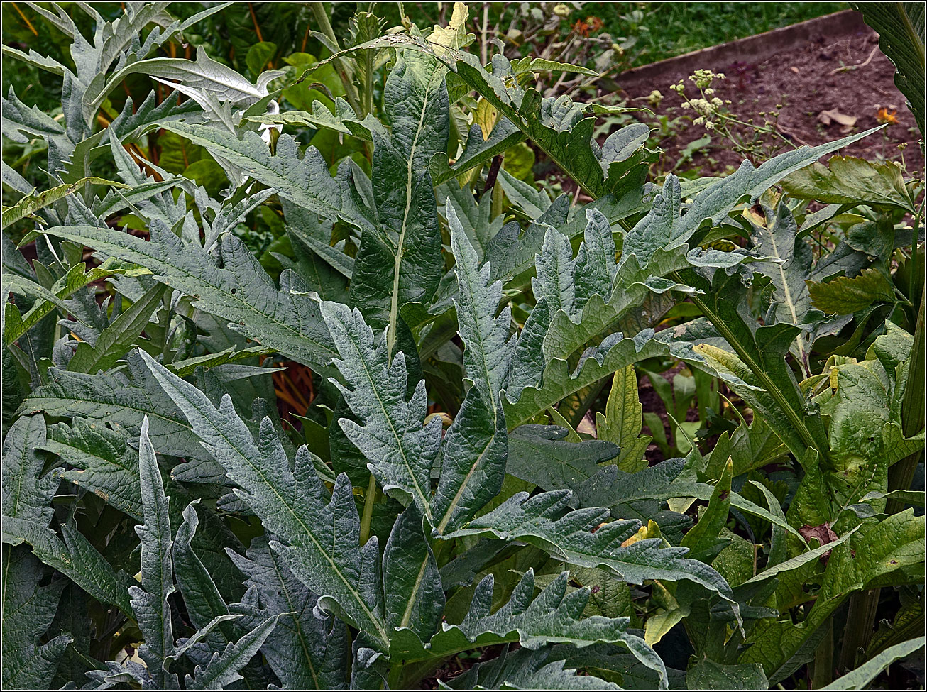 Image of Cynara scolymus specimen.