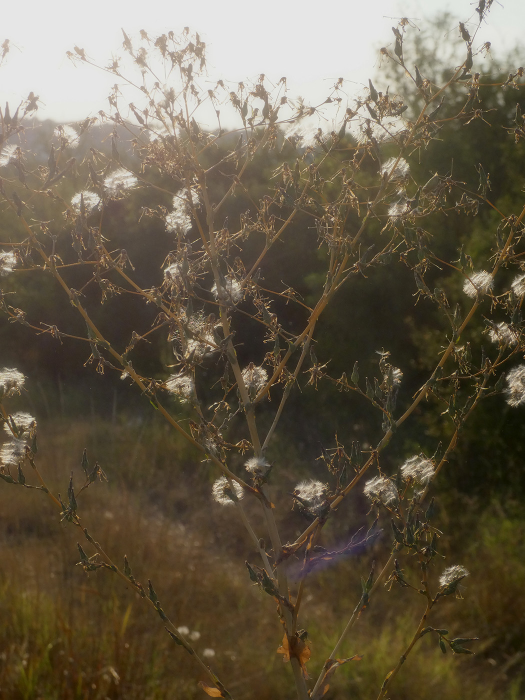 Image of Lactuca serriola specimen.