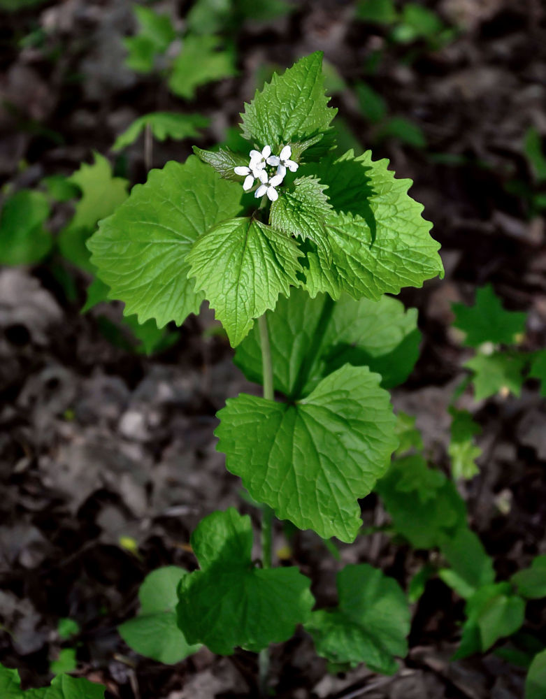 Image of Alliaria petiolata specimen.