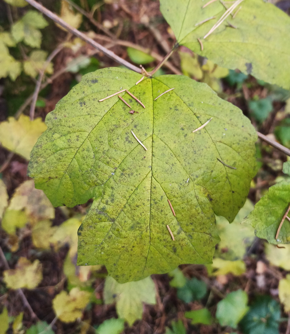 Image of Viburnum opulus specimen.