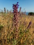 Salvia tesquicola. Верхушка отцветающего и плодоносящего растения. Крым, Южный Берег, окр. пос. Новый Свет, экотропа на Царский пляж к северу от мыса Пещерный, луг. 07.06.2024.