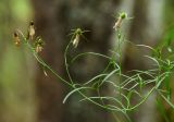 Campanula rotundifolia. Верхушка отцветшего растения. Свердловская обл., Красноуфимский округ, Саргаинский сельский совет, окр. пос. Саргая, сосновый бор на вершине прибрежного холма, в моховой подушке на скальном останце. 19 августа 2023 г.