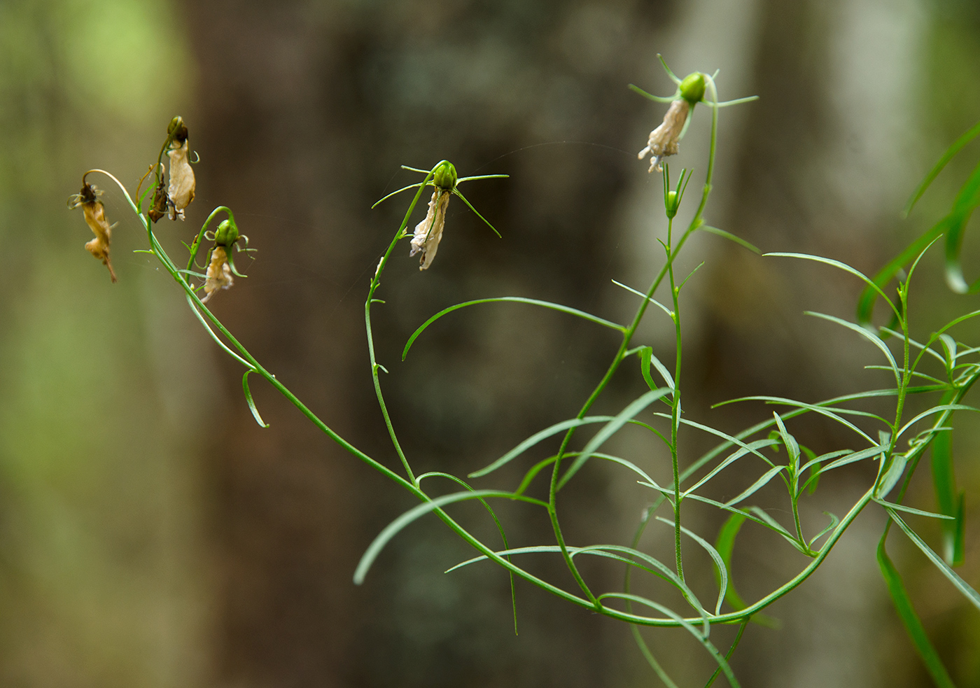 Image of Campanula rotundifolia specimen.