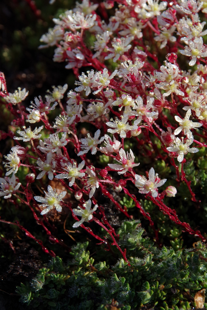 Изображение особи семейство Saxifragaceae.