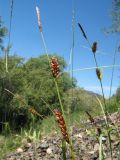 Carex melanostachya