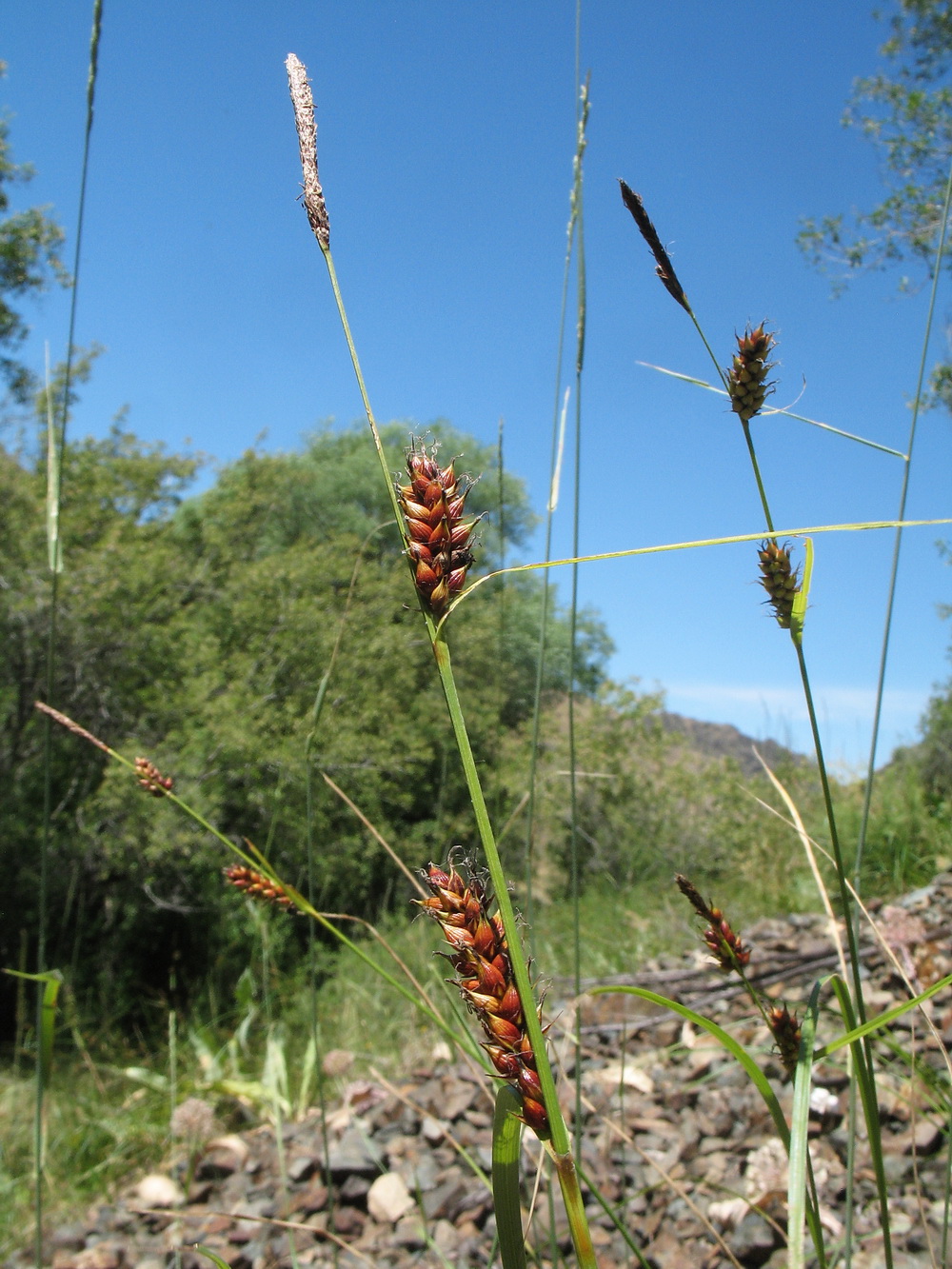 Image of Carex melanostachya specimen.