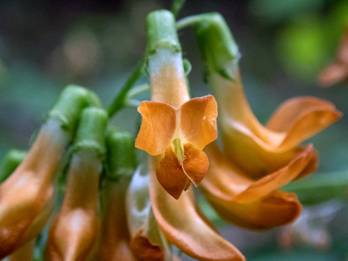 Изображение особи Lathyrus aureus.