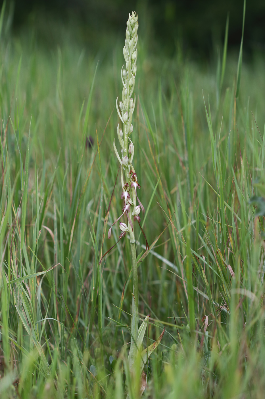 Изображение особи Himantoglossum caprinum.