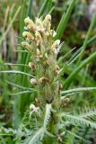 Pedicularis pubiflora. Верхушка цветущего растения. Казахстан, Тянь-Шань, хр. Заилийский Алатау, Малое Алматинское ущ., пер. Талгар, ≈ 3200 м н.у.м., альпийский луг на склоне. 25 июля 2024 г.