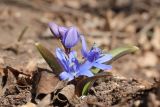 Scilla bifolia