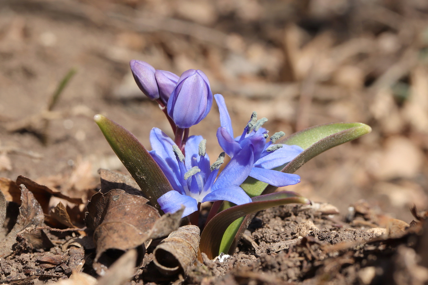 Image of Scilla bifolia specimen.