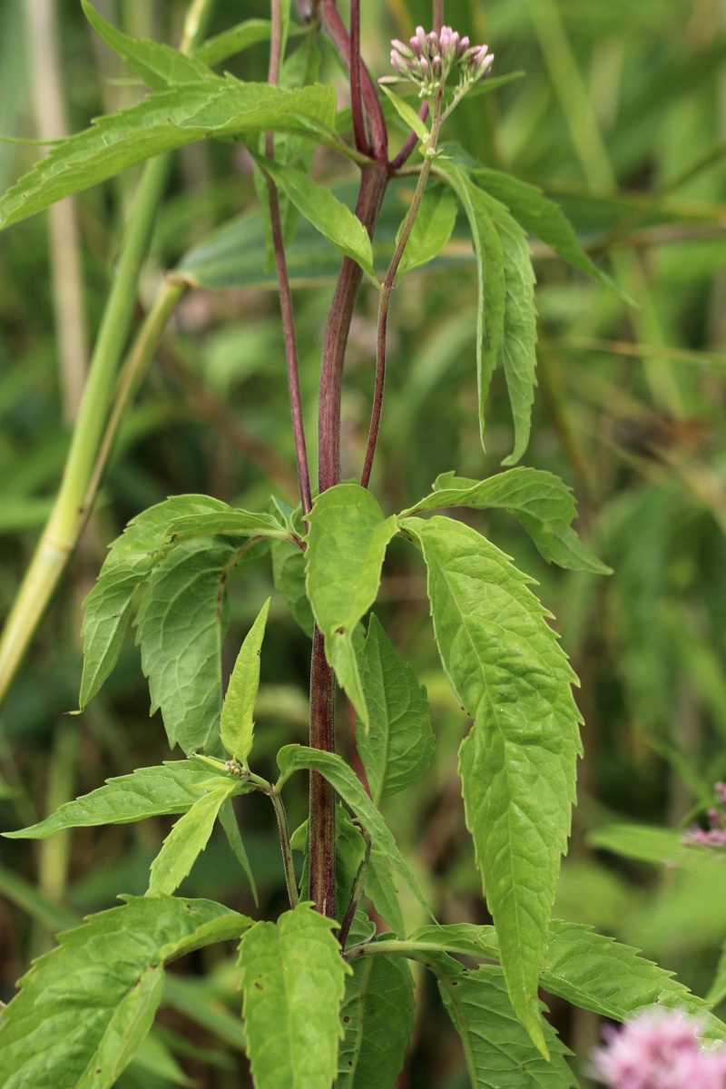 Image of Eupatorium cannabinum specimen.