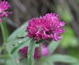 Trifolium alpestre