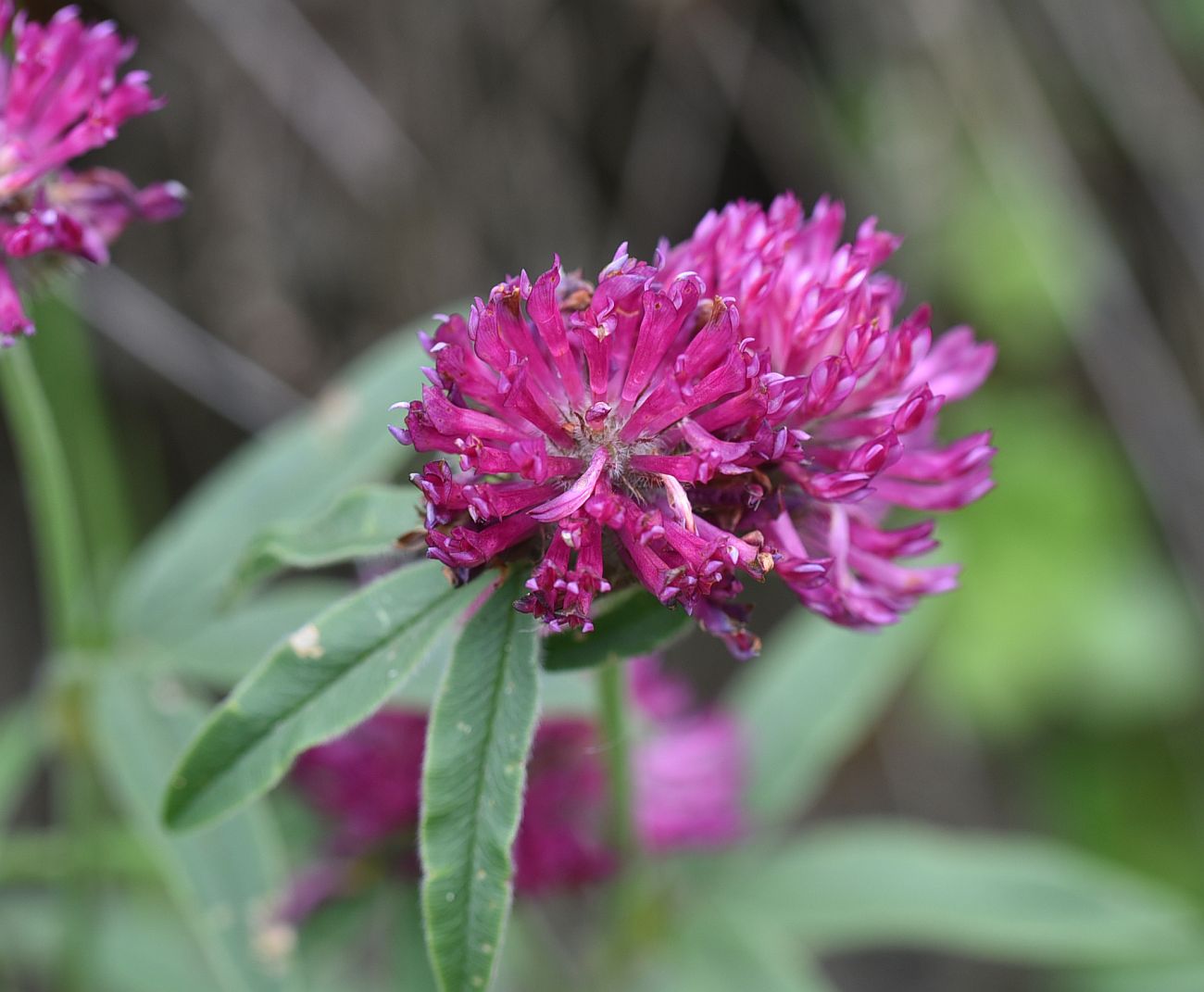 Изображение особи Trifolium alpestre.