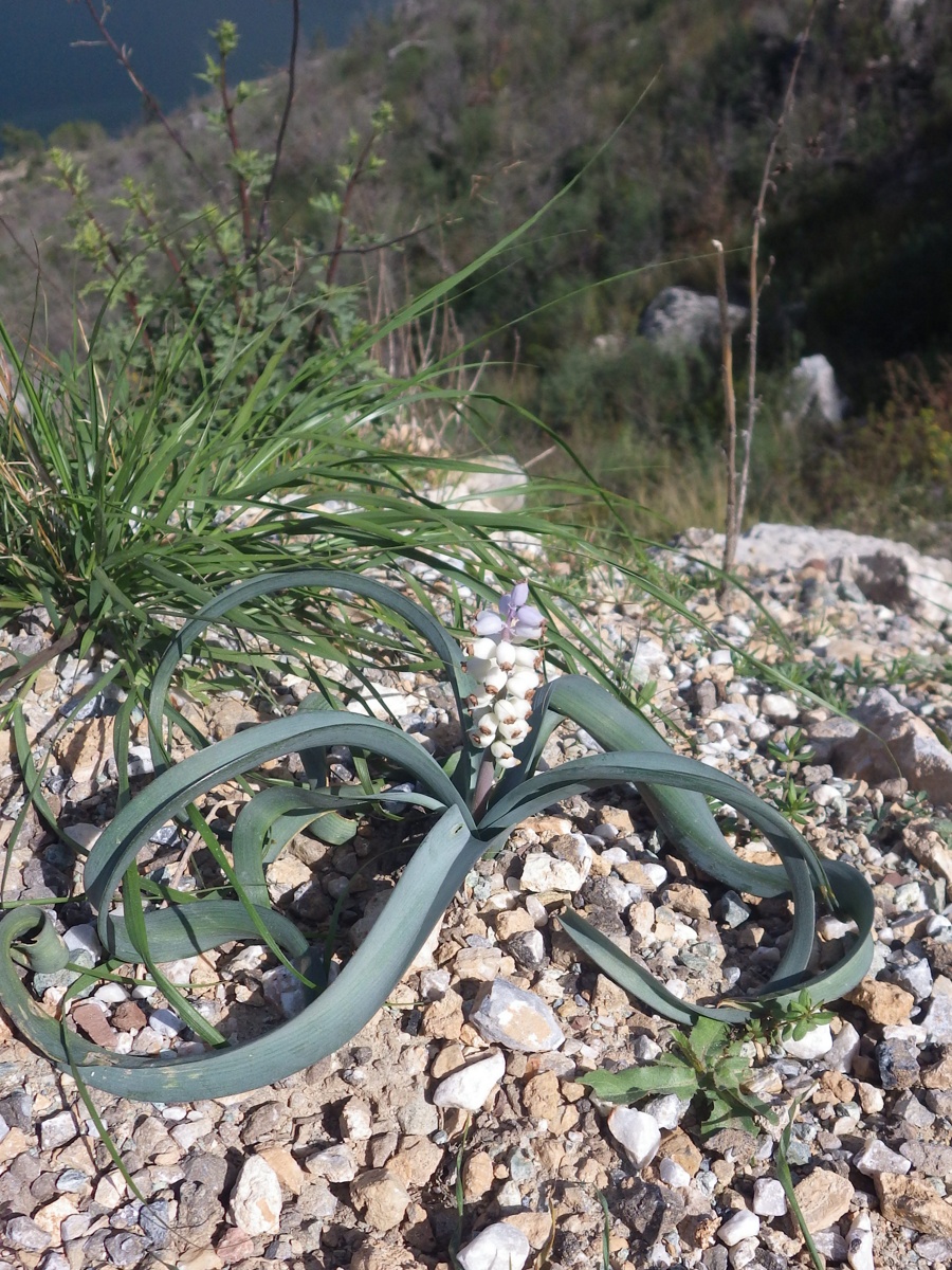 Image of Muscari muscarimi specimen.