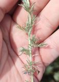 Artemisia austriaca